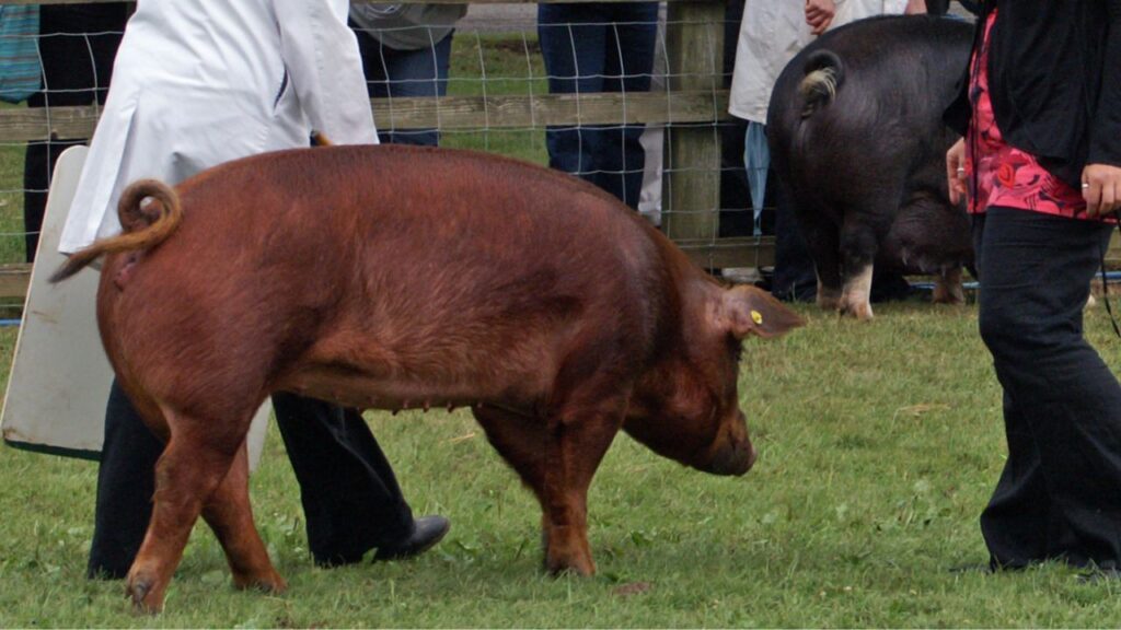 Duroc pig