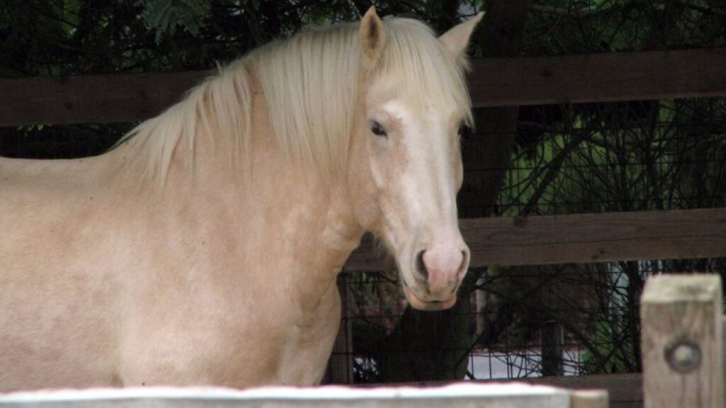 American Cream Draft