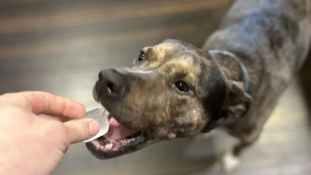Dog Biting Ice Cube