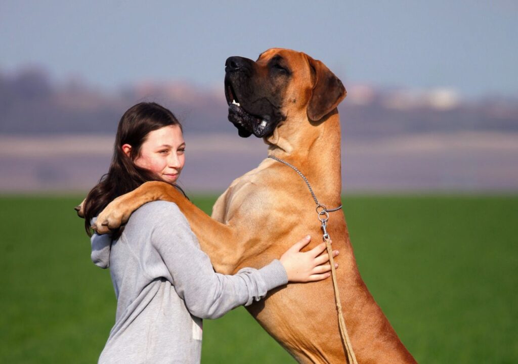 Great Dane