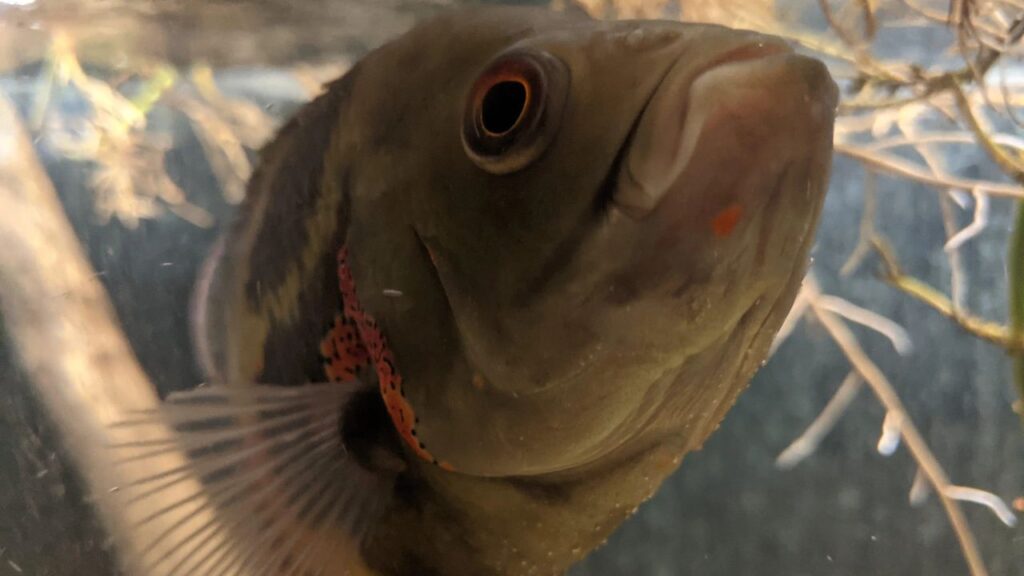 Oscar Fish