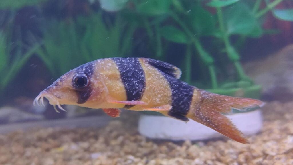 Clown Loach