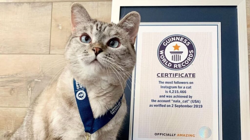 Nala Cat most-followed cat on Instagram