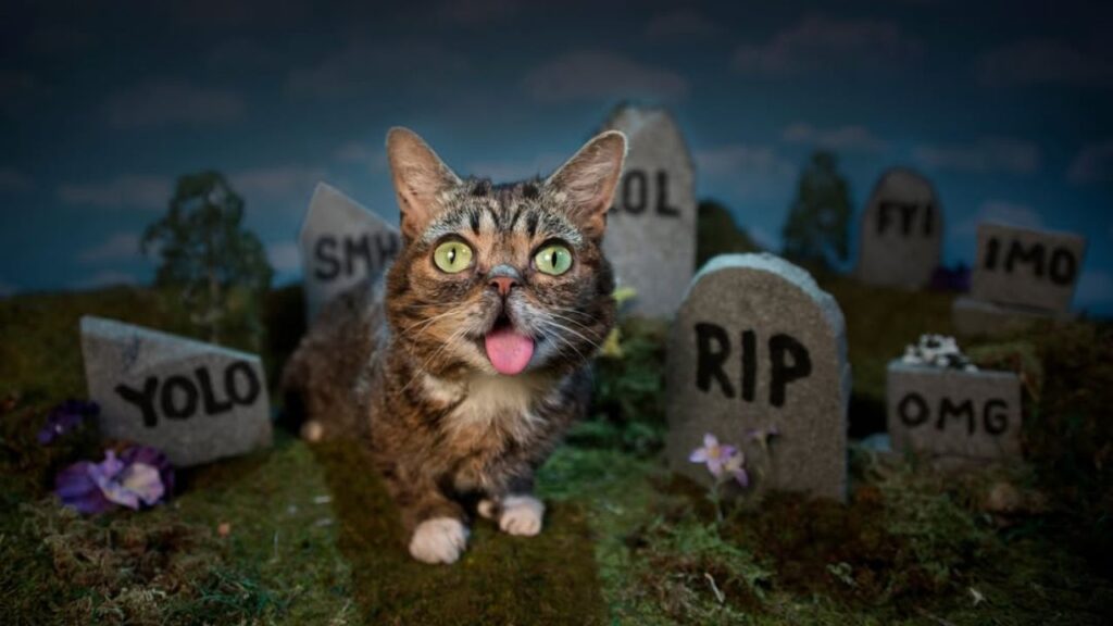 Lil Bub cat