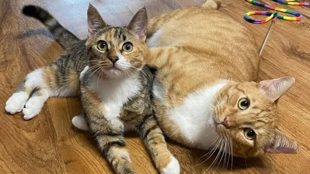 Cole and Marmalade are rescue cats who became YouTube stars