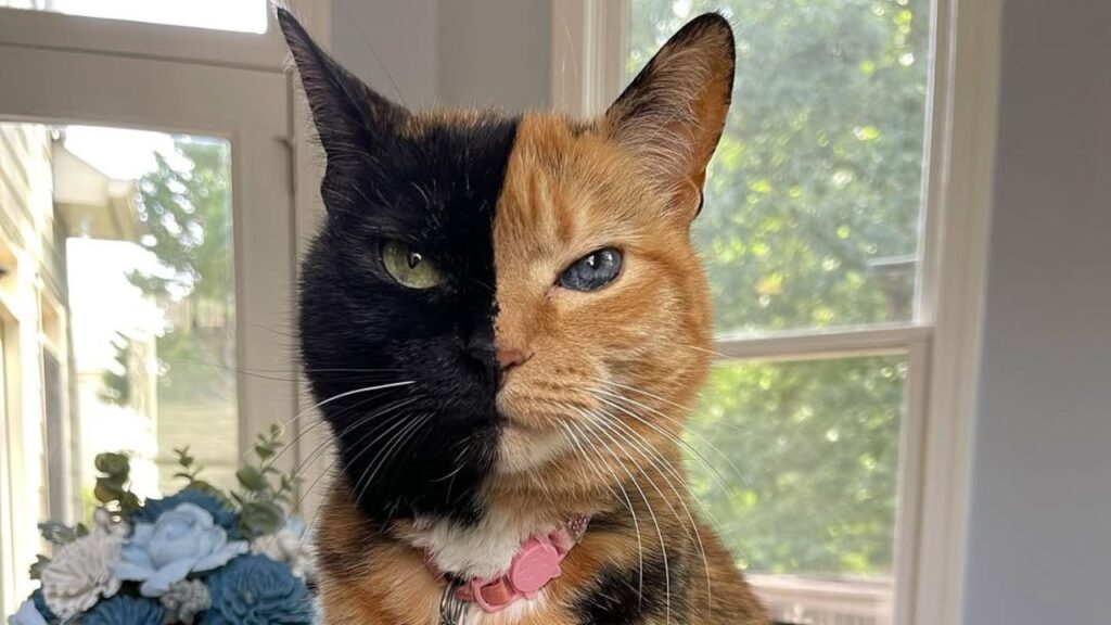 Venus the Two-Faced Cat