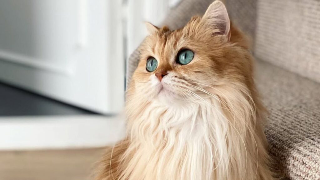 Smoothie the Cat Often dubbed "the world’s most photogenic cat