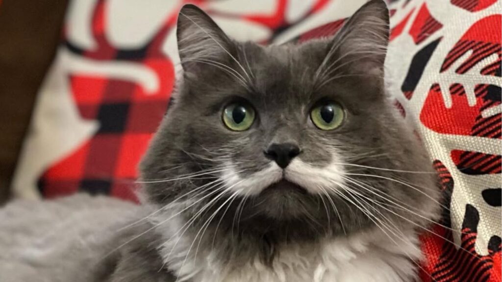 Hamilton the Hipster Cat