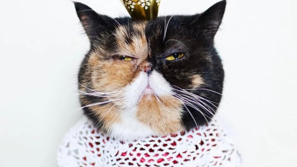 Pudge the Cat