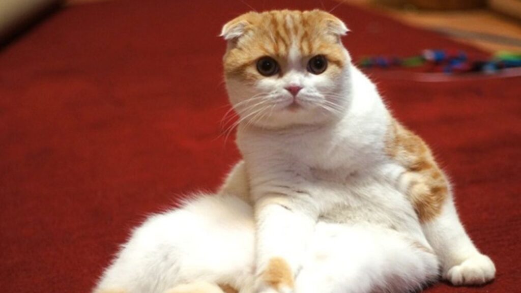 Waffles the Cat