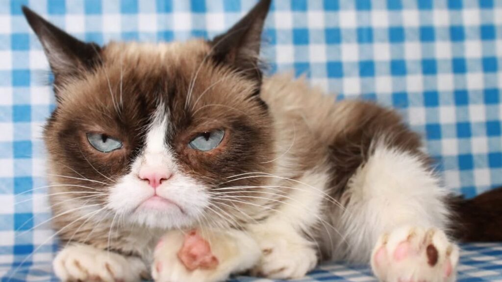Grumpy cat