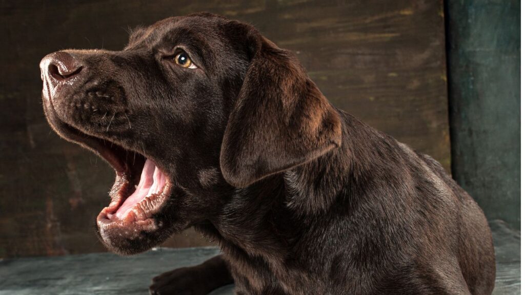 Dog Barking