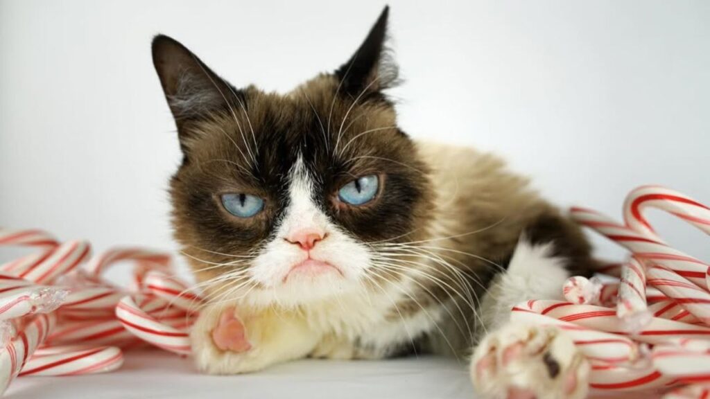 Grumpy cat
