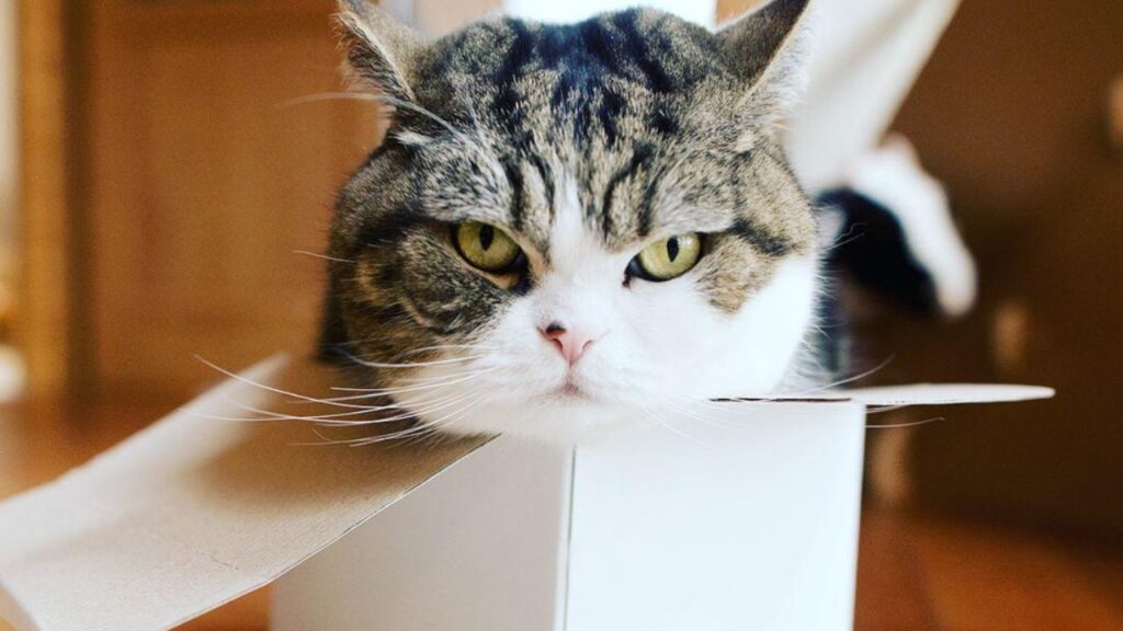 Maru, a Scottish Fold from Japan