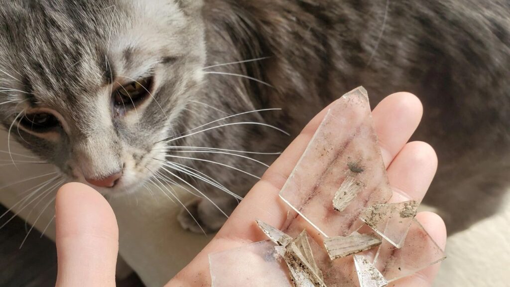 Cat With Broken Glass