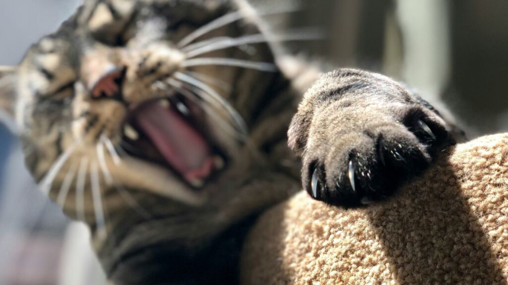 Cat Nails