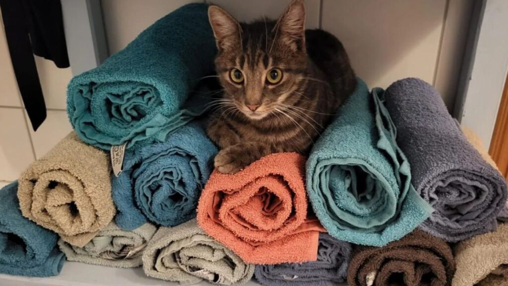 Cat on Dryer Sheets