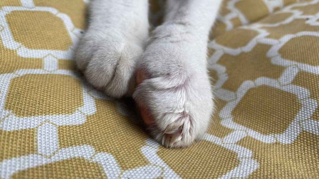 Cats paw is super swollen