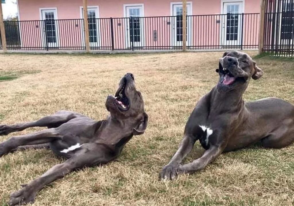 Great Danes funny