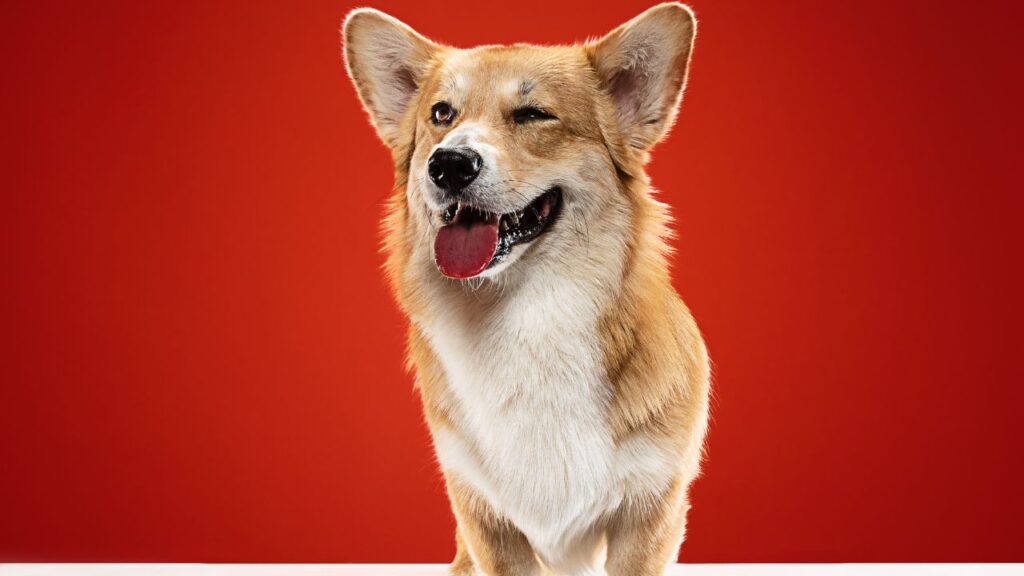 Welsh corgi pembroke puppy is posing