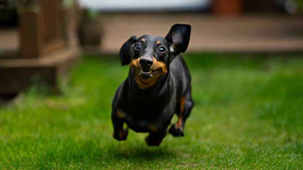Dachshund running funny