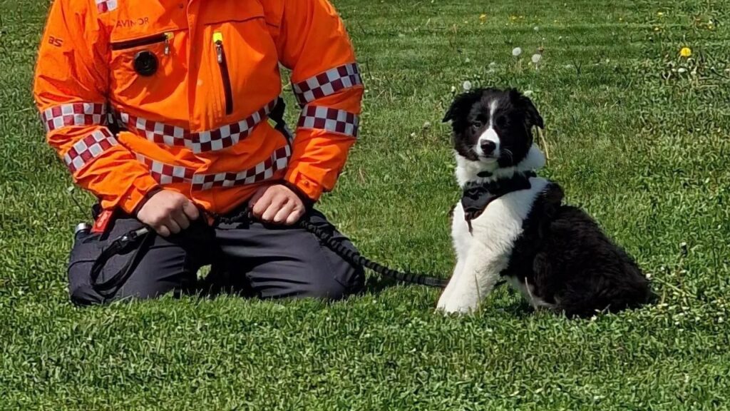 Border Collie puppy with police