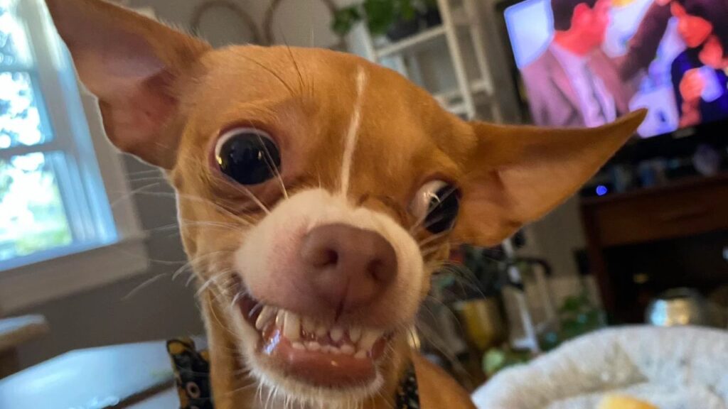 Chihuahua funny expression