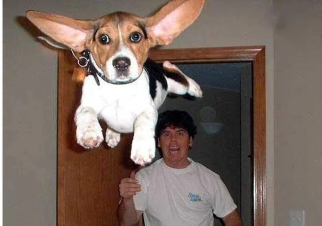 Flying Beagle Funny