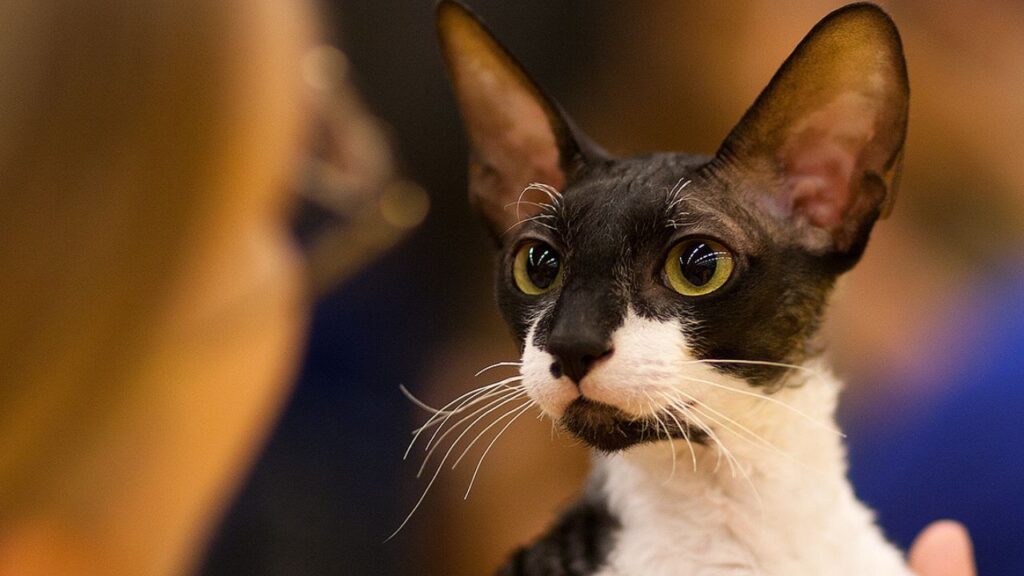 Cornish Rex