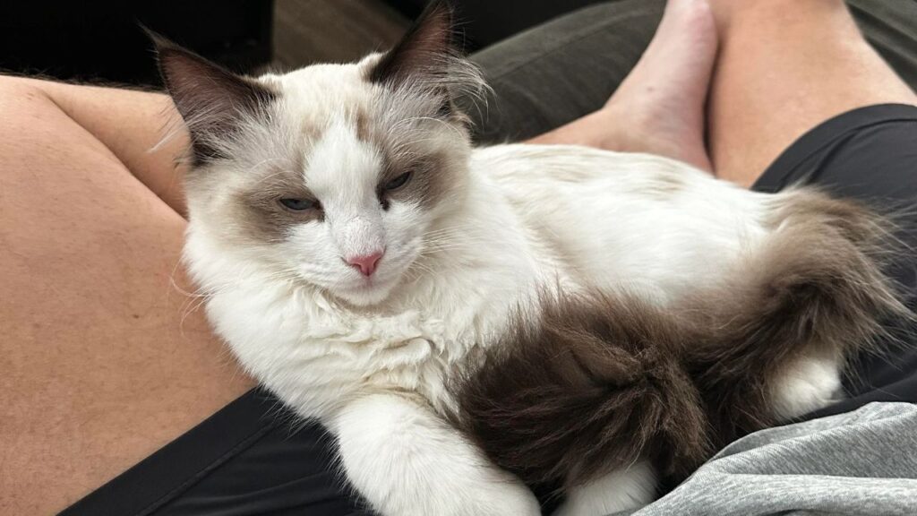 Ragdoll cat on lap