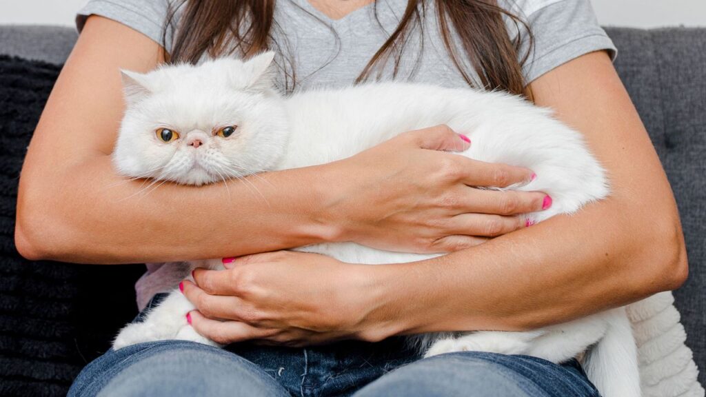 Exotic Shorthair on lap