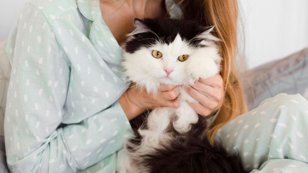 Persian cat on lap