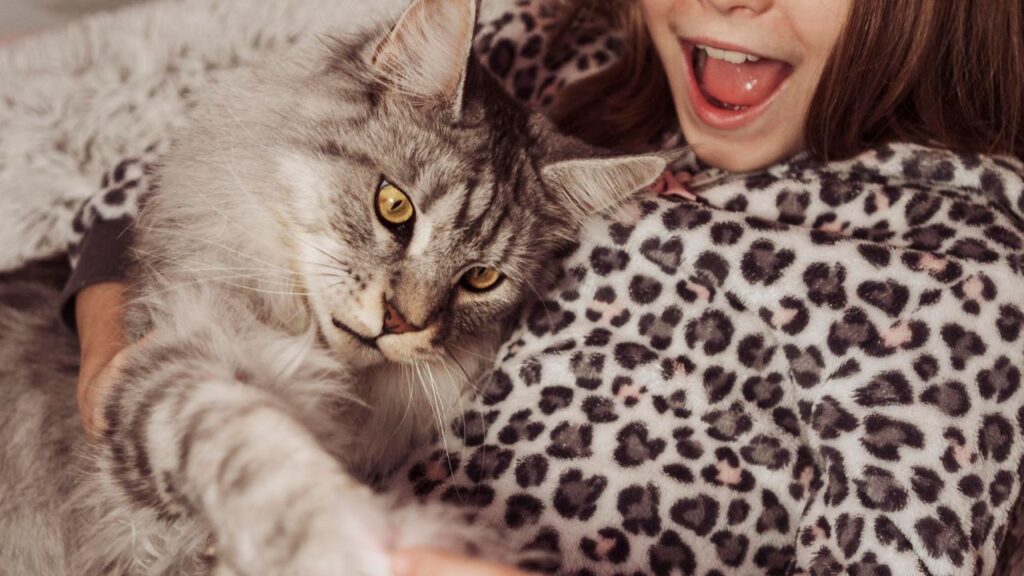 Maine Coon with kid