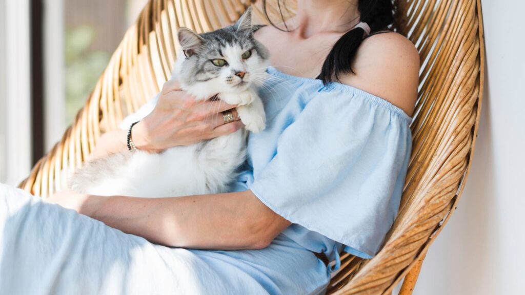Ragamuffin cat on lap