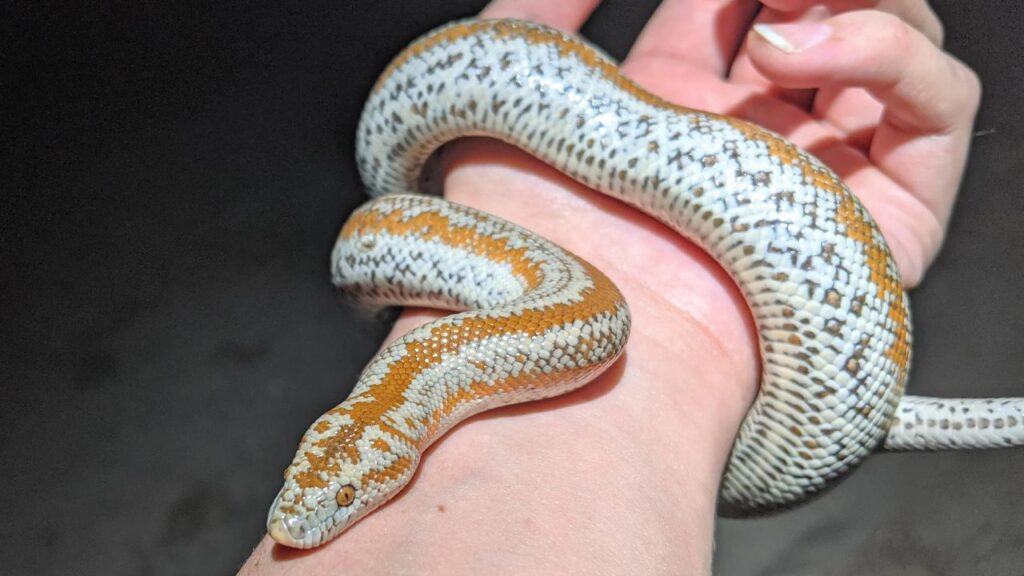 Rosy Boa