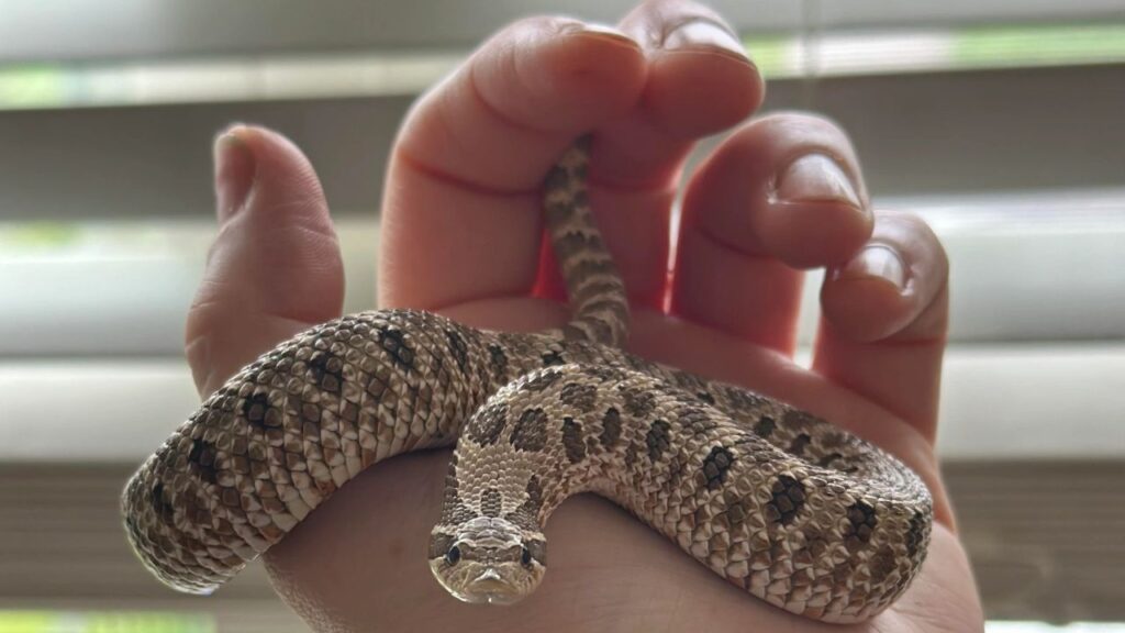 Western Hognose Snake