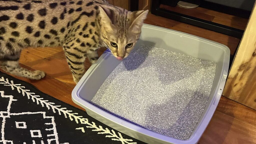 Cat litter box