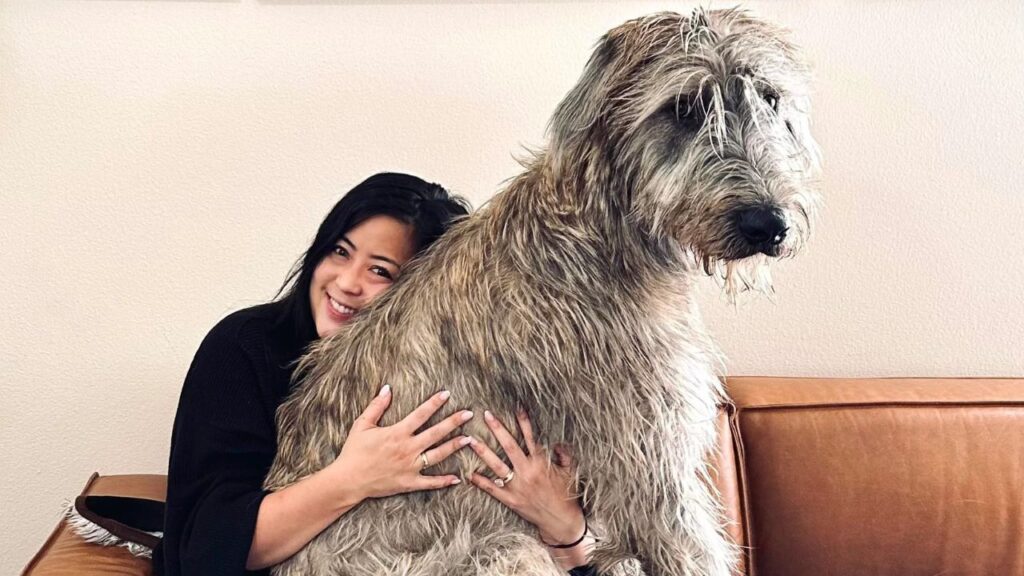 Irish Wolfhound