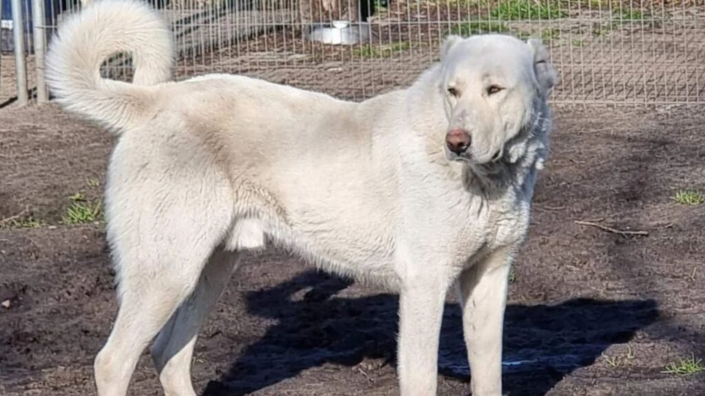 Akbash Dog