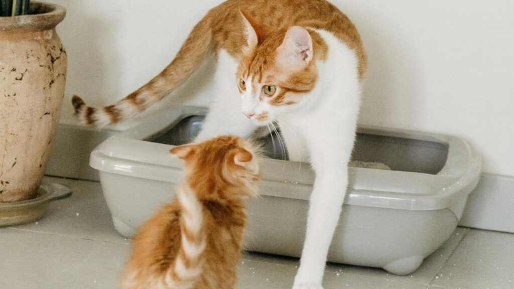 Cat litter box