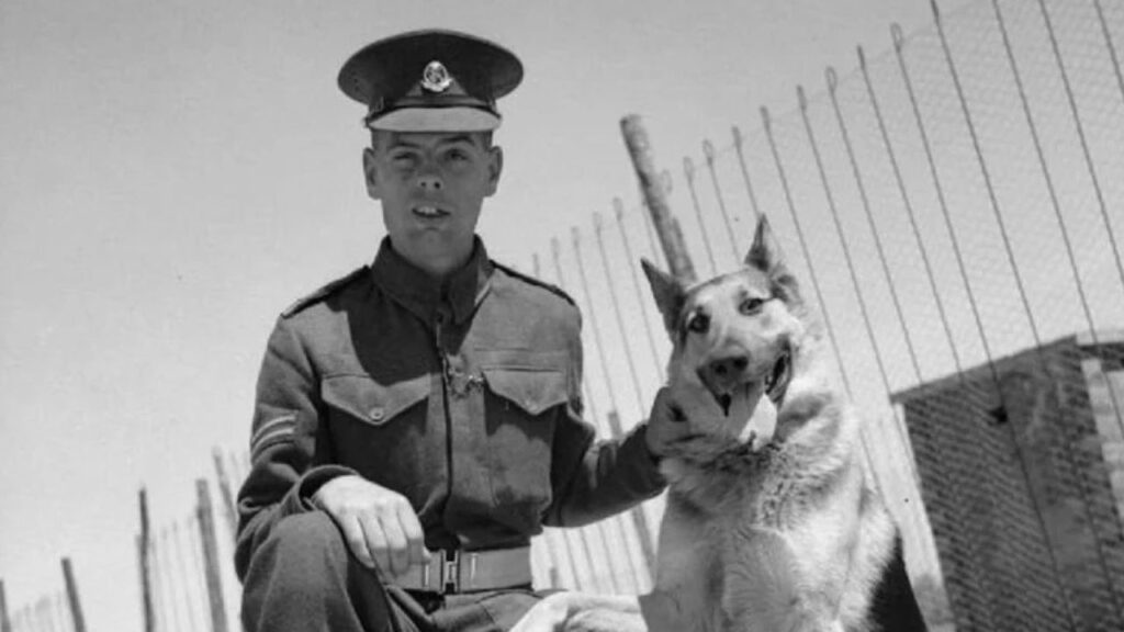 German Shepherd old photo 1944