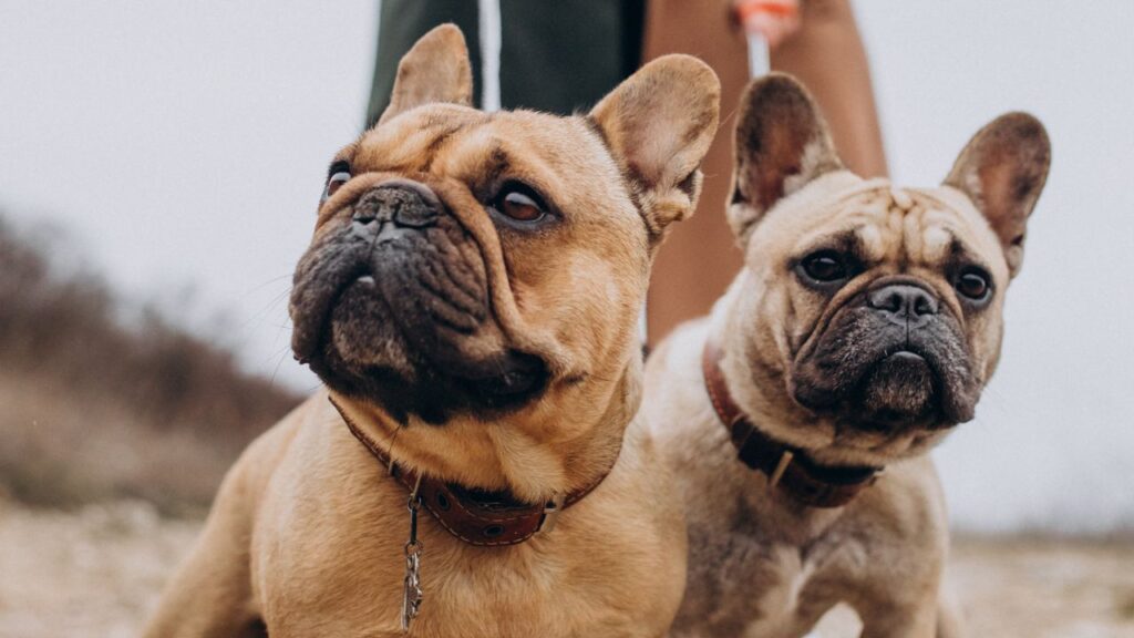 French Bulldog