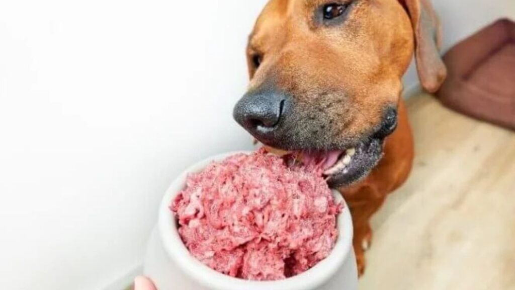 Dog eating Raw meat