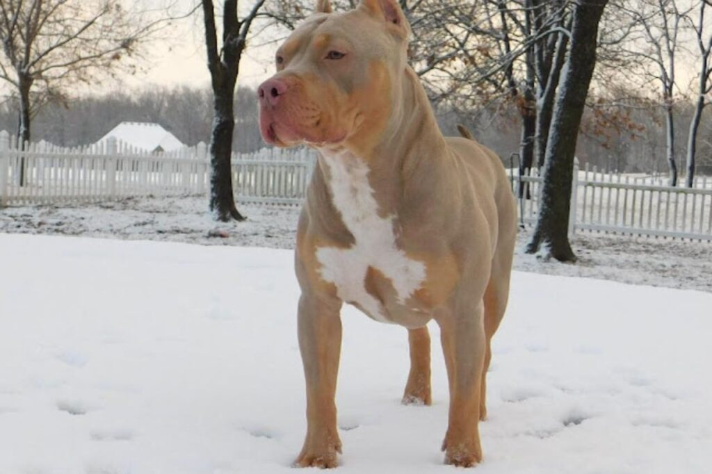 Lilac pitbull