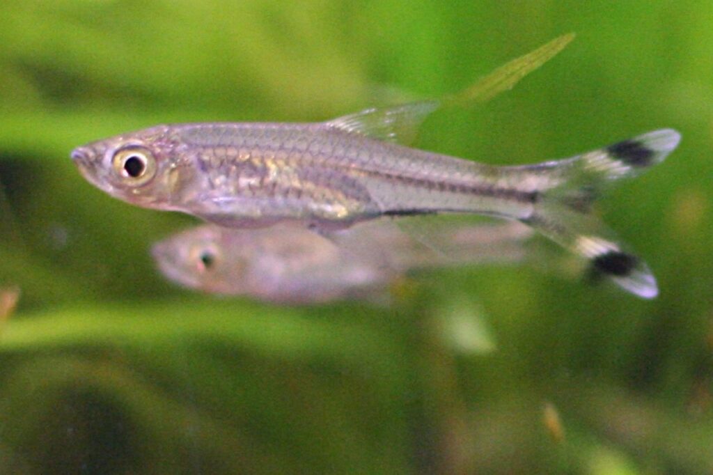 Scissortail rasbora