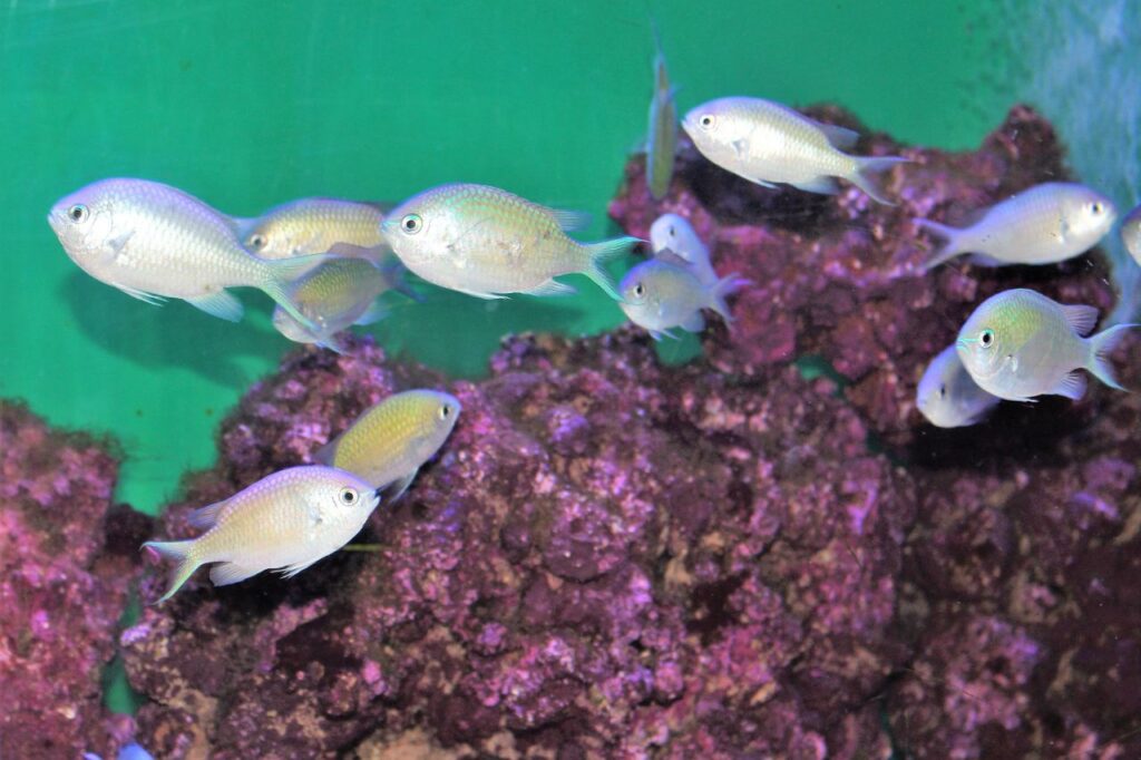 Green chromis
