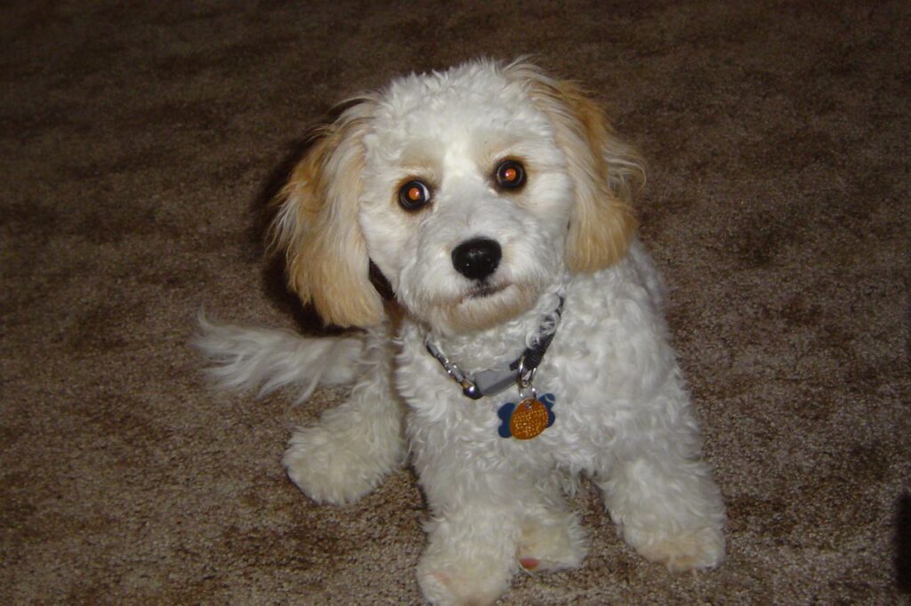 CAVACHON