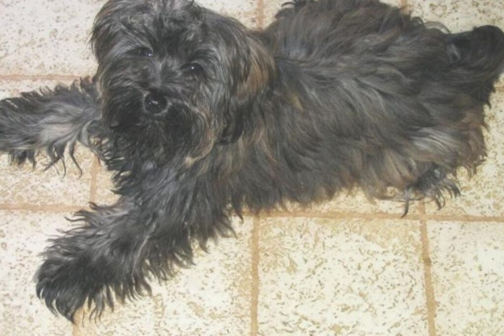 Yorkipoo