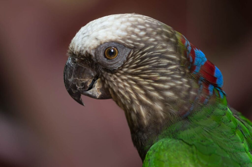 Hawk-Headed Parrot