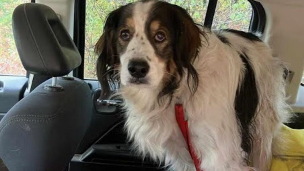 rescue dog